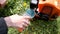 Gardener pour fill gasoline petrol into lawn mower trimmer tank