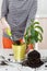 The gardener pours the earth into a pot for transplanting plants. Home gardening relocating house plant