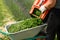 The gardener pours freshly cut grass from the basket into the wheelbarrow.