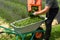 The gardener pours freshly cut grass from the basket into the wheelbarrow.