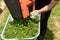 The gardener pours freshly cut grass from the basket into the wheelbarrow.