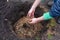 The gardener prepares the ground before planting the bush into the soil.