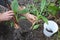 A gardener is propagating a potted dwarf cavendish banana plant by detaching young banana pups from a parent plant