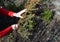 Gardener protection thuja and boxwood saplings from spring sunlight rays with fir tree branches. Building a shade structure for