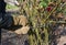 A gardener in protective gloves is tying up a hardy shrub roses with a wire or twine to prepare roses for winterizing by wrapping