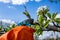 Gardener in a protective orange rubber glove on sunny spring day cuts off with a sharp powerful pruner an extra branches