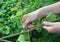 Gardener prune grapes. Summer backyard grapes pruning.