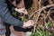 Gardener prunes a creeper on a pergola