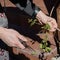 Gardener prunes a creeper on a pergola