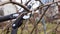 Gardener pruning apple tree branches in April with secateurs