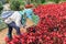 Gardener pruning flower