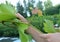 A gardener is pruning grape vines in summer by removing unnecessary side shoots, cutting thin green stems off to improve airflow