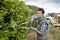 Gardener pruning hedge with shears