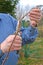 Gardener pruning raspberry escape pruners.  Spring garden work