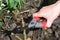 A gardener is pruning roses by cutting off dead, diseased, and frost damaged rose canes, stems with pruning shears in spring
