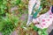 Gardener pruning roses in the garden. Selective focus