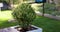 gardener is pruning and shaping potted boxwood shrub using cordless garden trimmer