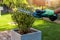 gardener is pruning and shaping potted boxwood shrub using garden trimmer. topiary and plant care