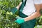 Gardener pruning tomatoes