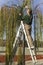 Gardener pruning a tree