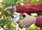 A gardener is pruning, trimming roses to encourage flowering and remove dead and diseased canes to keep rose bush healthy