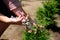 Gardener pruning young thuja tree with pruning shears. Spring garden work