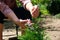 Gardener pruning young thuja tree using pruning shears. Spring garden work