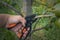 Gardener pruns the fruit trees by pruner shears. Farmer hand with garden secateurs on natural green background