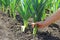 A Gardener Pulling Up A Leek