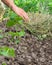 The gardener puts a mulch of dry grass on a garden bed with cucumber sprouts. Hands in the background straighten the straw under