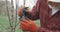 Gardener putting branch on tree trunk, grafting.