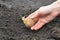 A gardener is putting a potato tuber with strong yellow roots into the hole in the ground in the kitchen garden