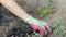The gardener rakes the earth for planting and gardening. Women's hands in gloves hold a garden tool and loosen the