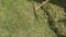 A gardener rakes grass and moss with an old rake from a lawn - garden concept