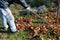 The gardener rakes up a pile of fallen autumn leaves in the garden.