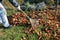 The gardener rakes up a pile of fallen autumn leaves in the garden.