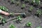 Gardener raking pepper plantation