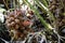 Gardener record date with group of fresh salak fruit tree prepare for harvest