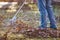 The gardener removes fallen leaves in spring or autumn. faceless. Close-up