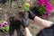 Gardener removing marigold flower seedling from pot