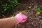 Gardener removing weeds from garden