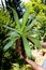 Gardener repot green aloe vera plant in garden