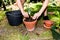 Gardener repot green aloe vera plant in garden