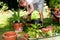 Gardener repot green aloe vera plant in garden