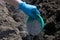 Gardener`s hand in blue glove holds ash container and pours in soil. Wooden ash as fertilize for harvesting and cultivation