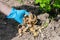 Gardener`s hand in blue glove puts potato peelings under berry bush in soil as fertilize.Bright