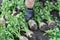 Gardener`s hand hold freshly harvested ripe celery root vegetable