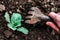 A gardener`s hand is loosening soil around green cabbage using garden rake.