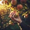 The gardener\\\'s hands gently reach out to pick apples from the tree.