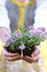 Gardener\'s Hands holding Pot of Sweet Alyssum Flowers